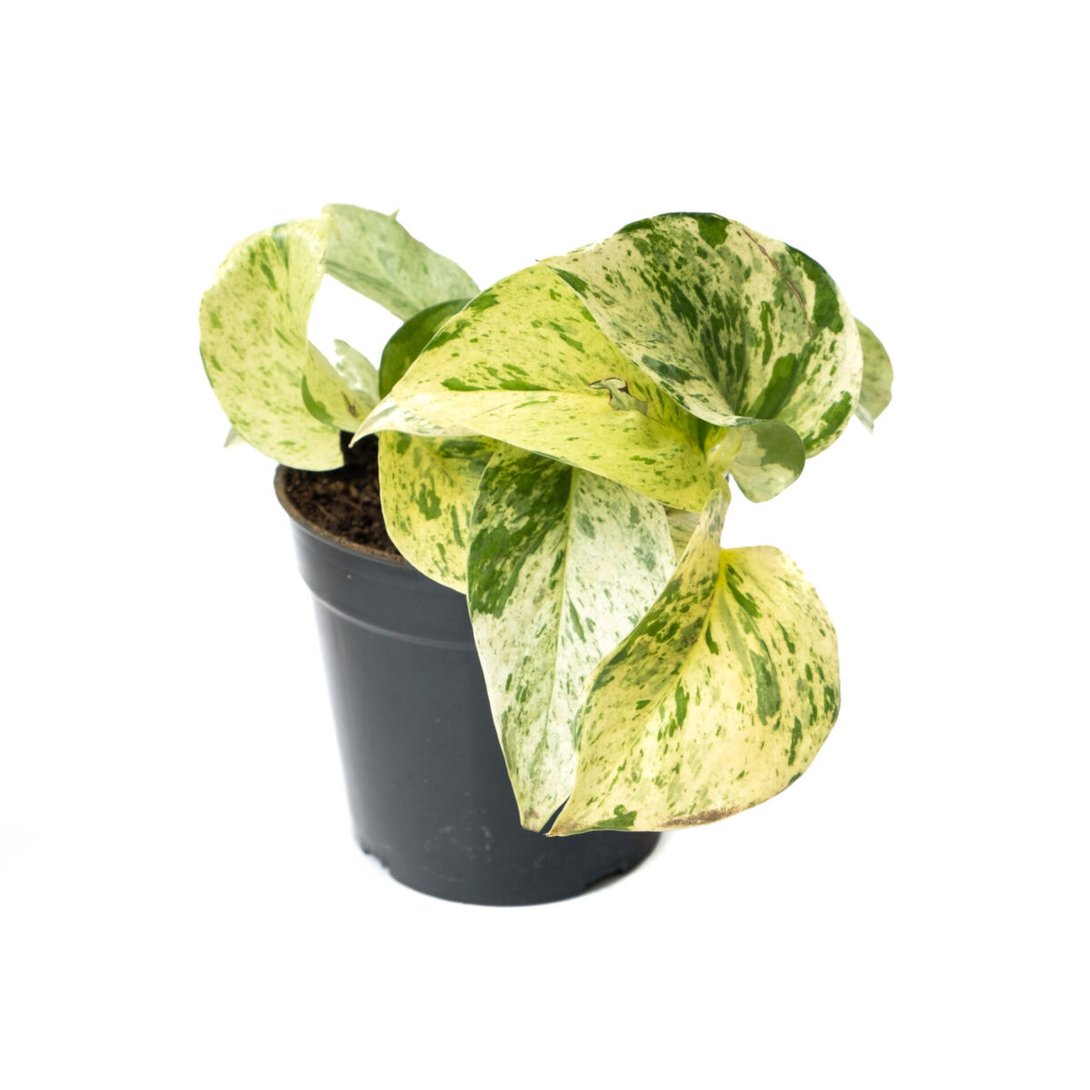 Bagh Marble Queen Pothos