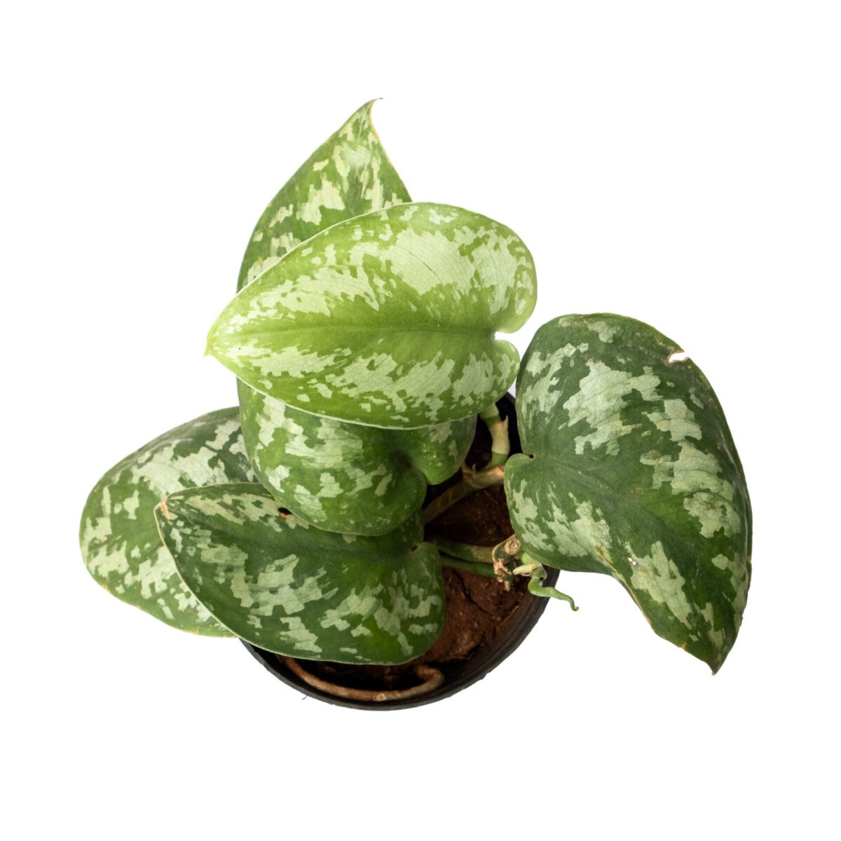 Satin Pothos plant online available in nursery nearest to me Bangalore