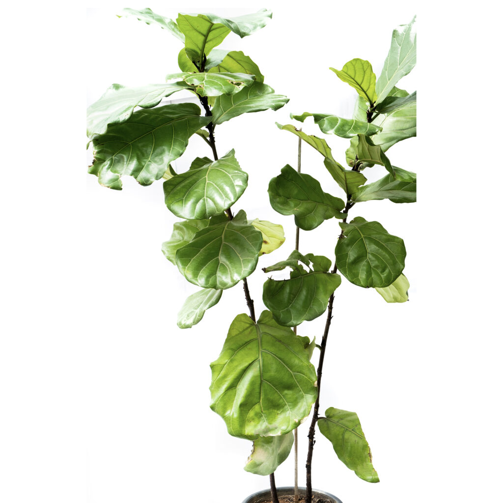 Fiddle Leaf Fig Plant - Ficus Lyrata Online | Bangalore Nursery for Plants