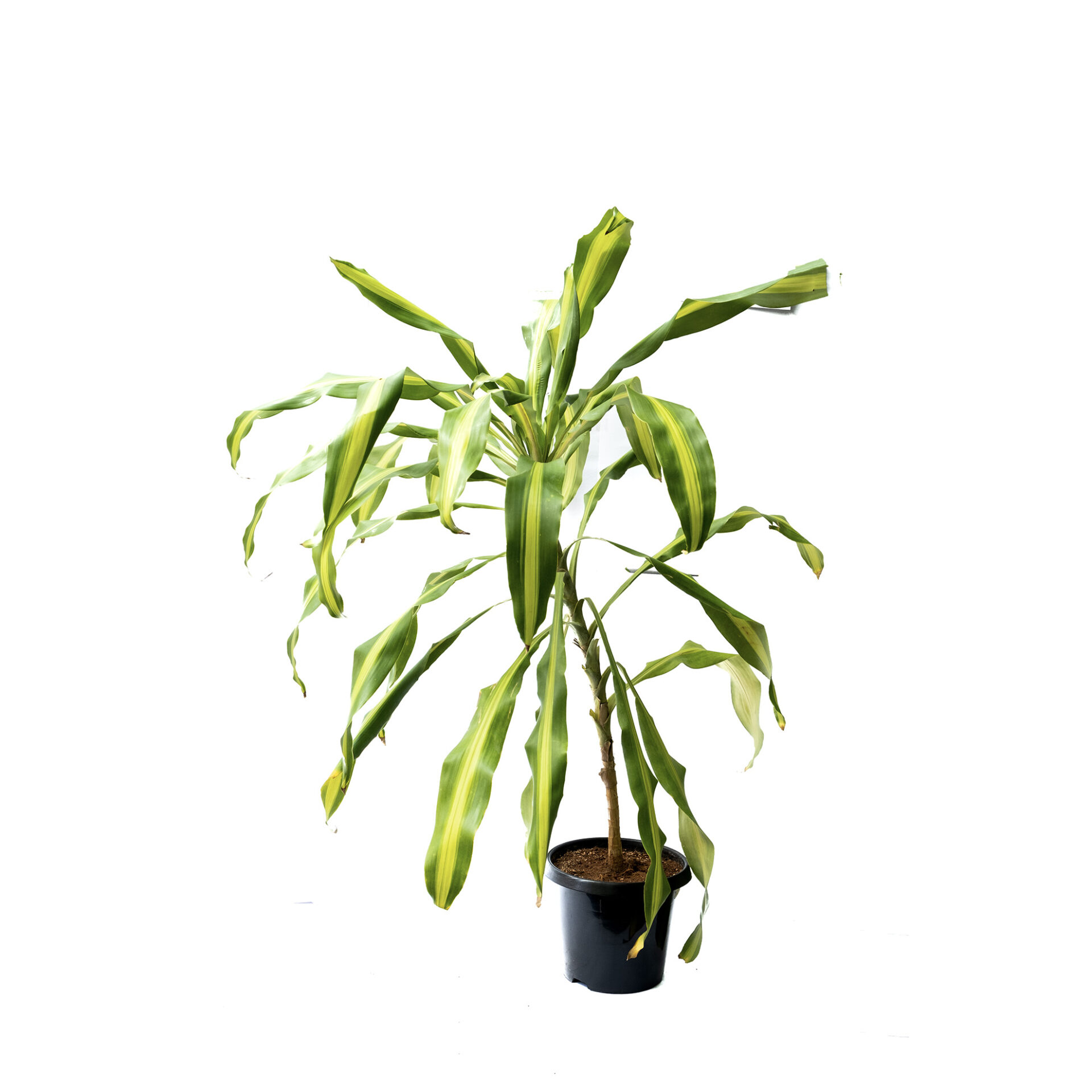 Dracaena Massangeana Tree Bagh Store Online Plant Nursery India