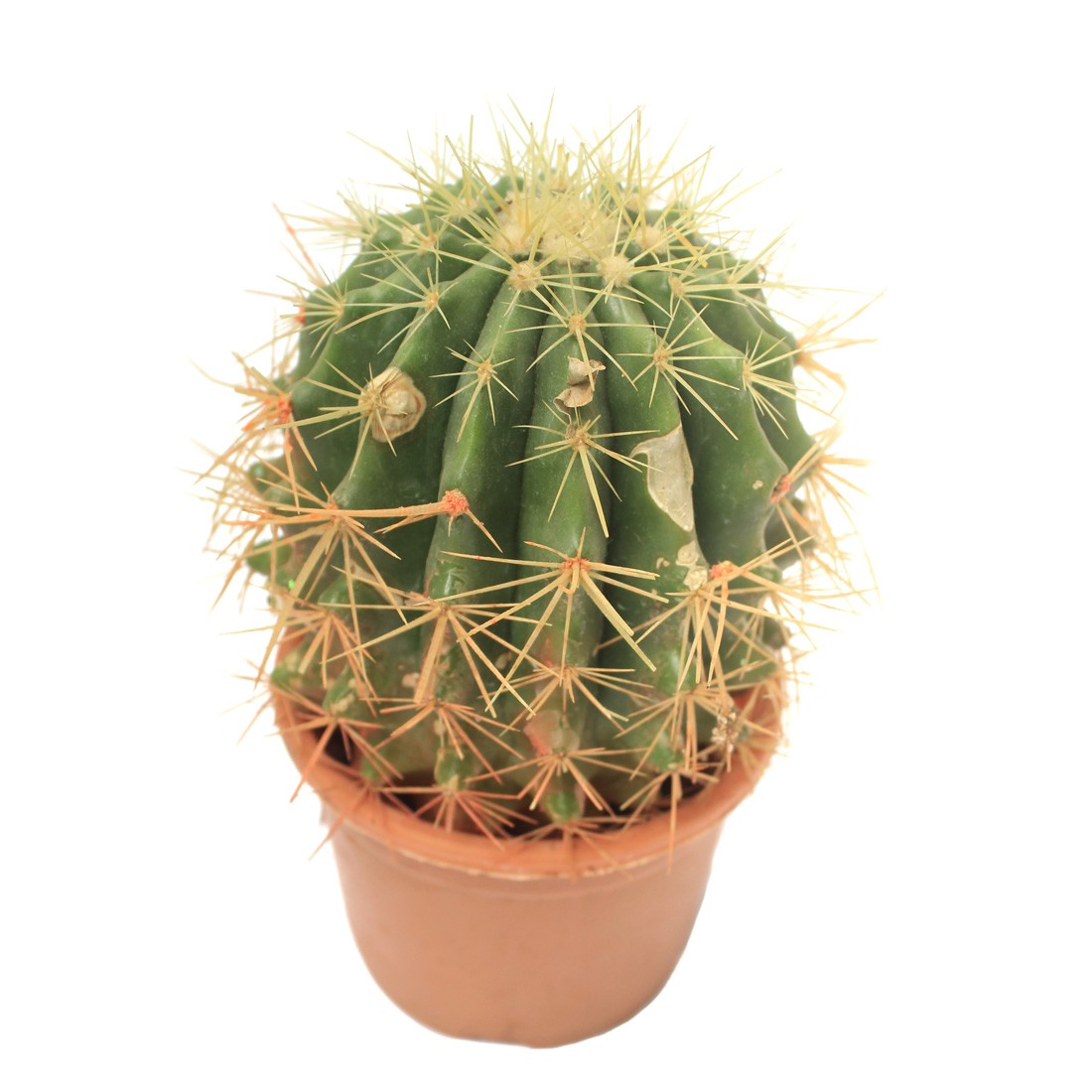 Echinocactus grusonii Golden Barrel Cactus, succulent plants, plants for home