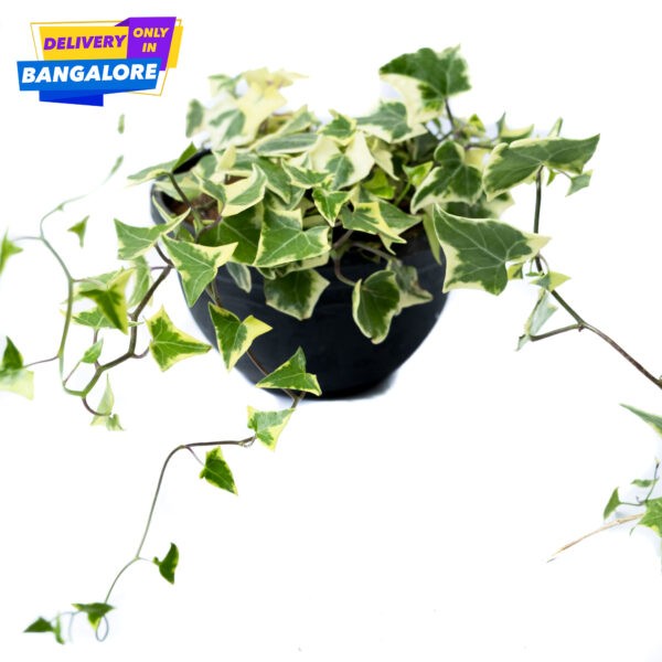 English Ivy indoor plant Bangalore Delivery only