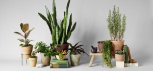 11 best low light indoor plants