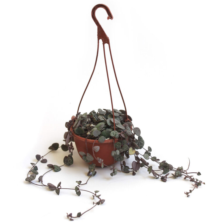 Buy Top 10 Hanging Plants Online 2021 Live Nursery of Plants India