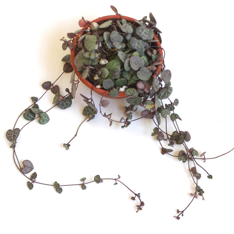 Buy Top 10 Hanging Plants Online 2021 Live Nursery of Plants India