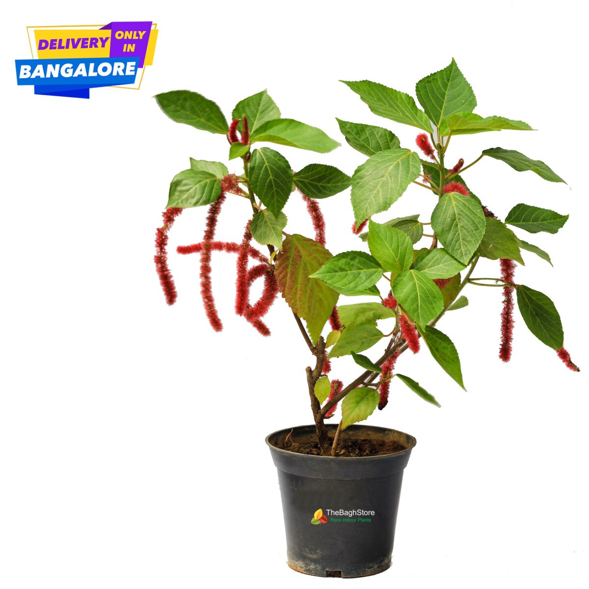Acalypha hispida plant with red flower Bangalore Delivery only