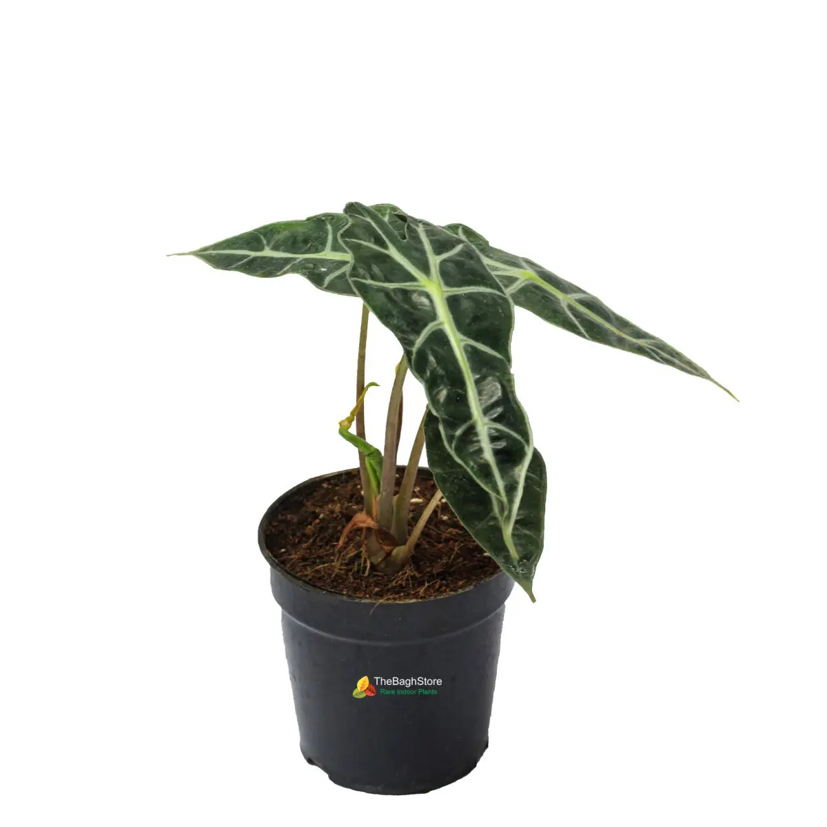Buy Alocasia Amazonica | Elephant Ear Plant | Rare Indoor Plants