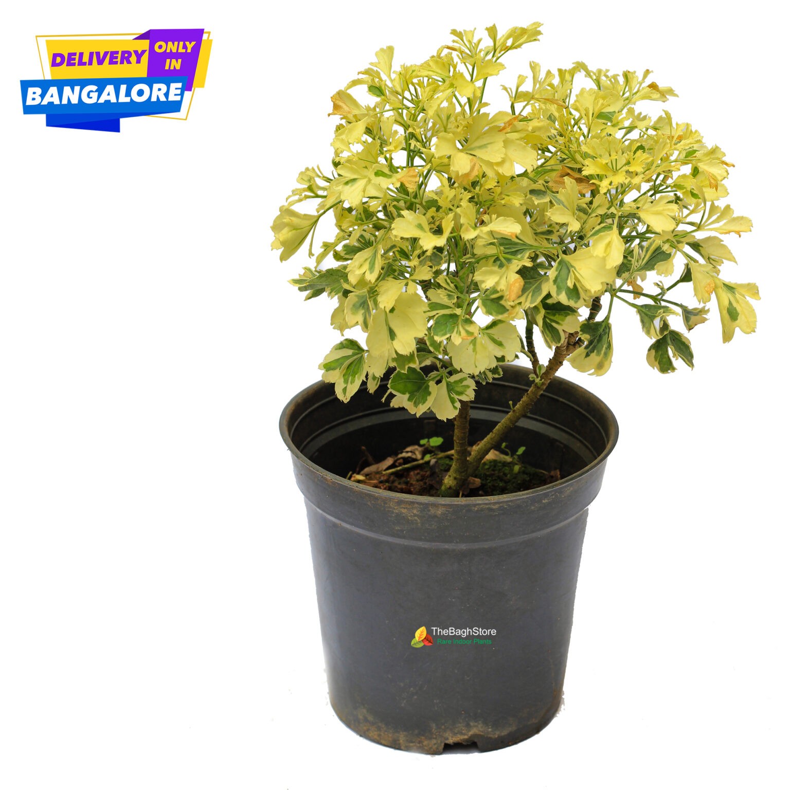 aralia variegated mini plant care