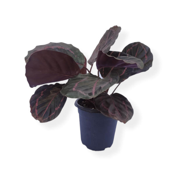 Calathea Purple Plant Bangalore Delivery