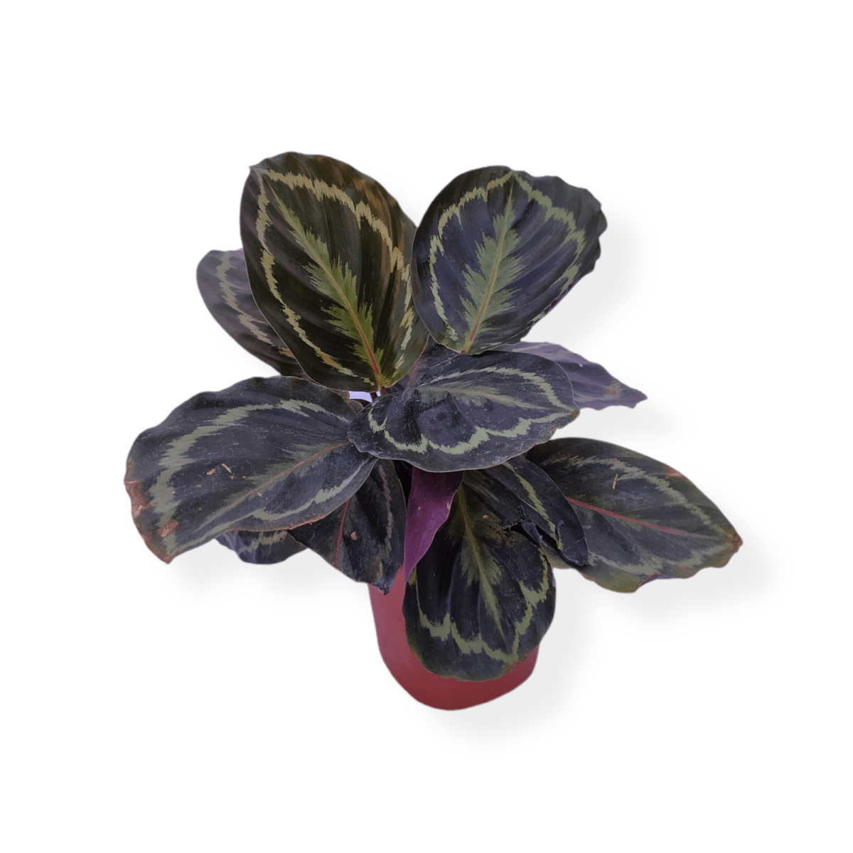 Calathea Roseopicta Plant From the Best Plant Nursery