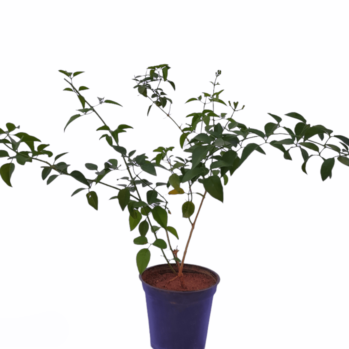 Jasmine Vine, Jasmine Climber Creeper, Star Jasmine ,Trachelospermum