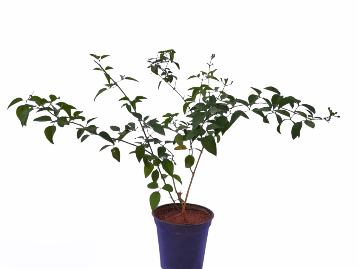 Jasmine wall climber indoor plant