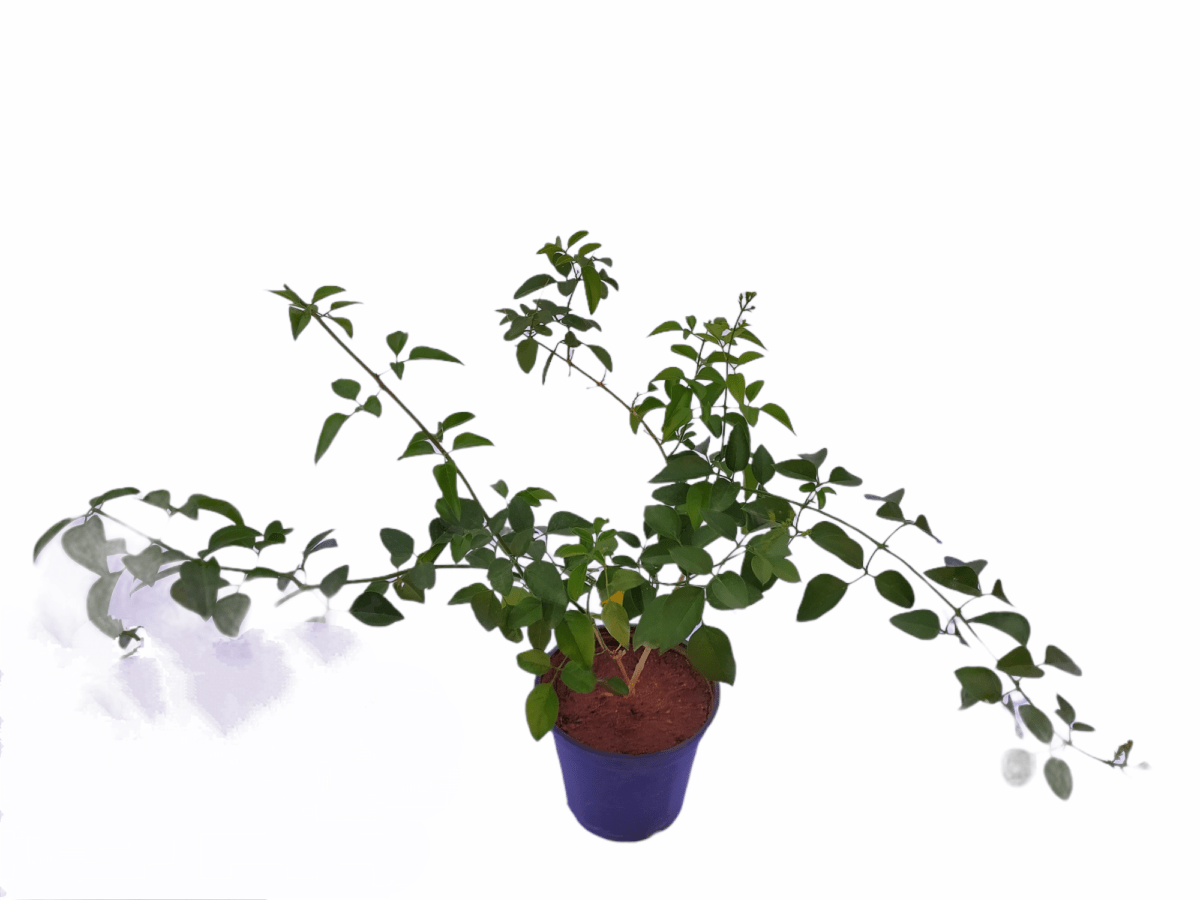 Jasmine wall climber indoor plant