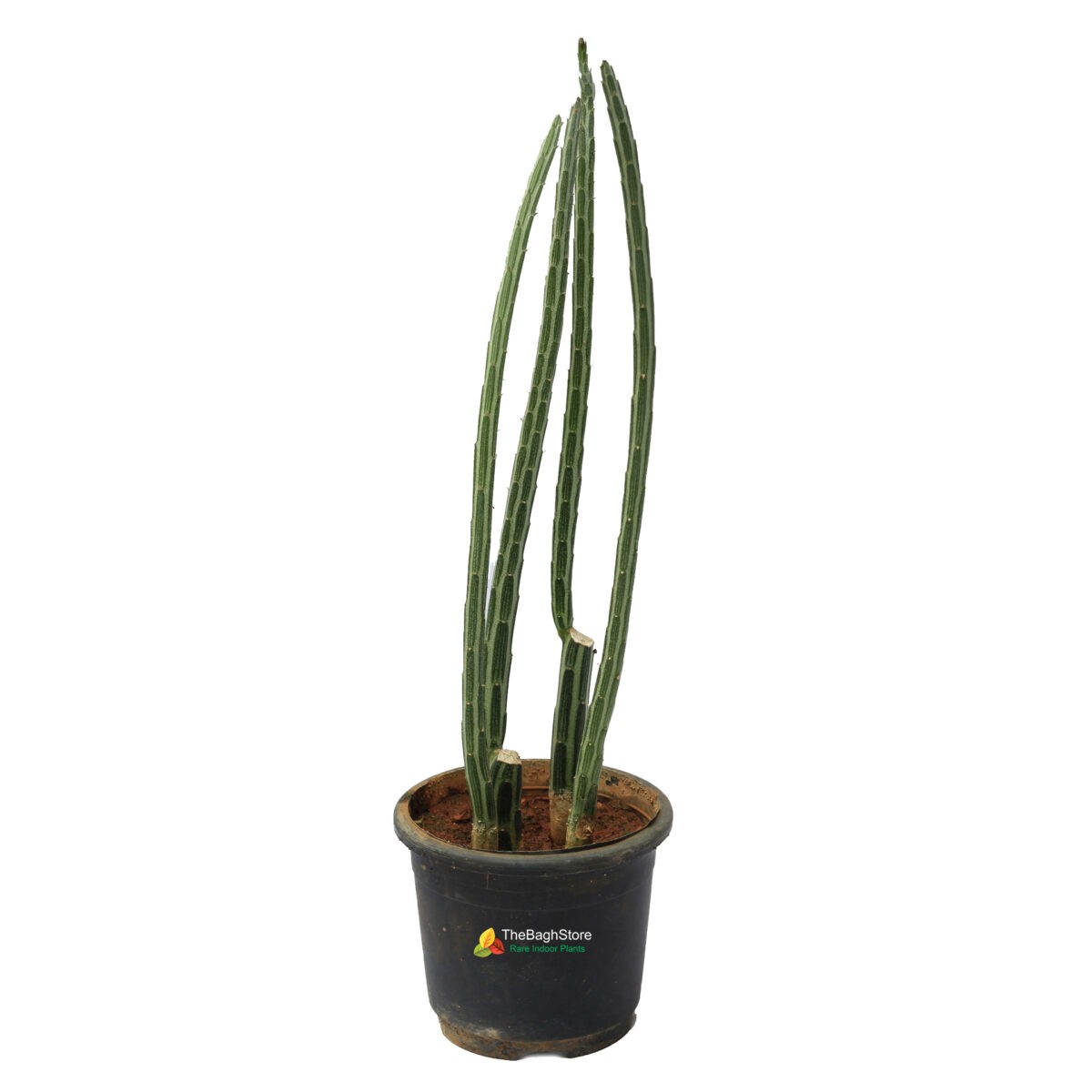 Pickle Plant - A rare succulent plant