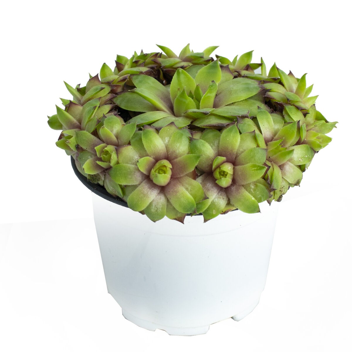 sempervivum succulent plant online in small house plant nursery
