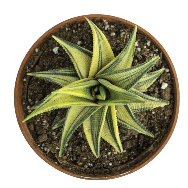 Buy Haworthia Limifora Yellow Variegated from Online Succulent Nursery