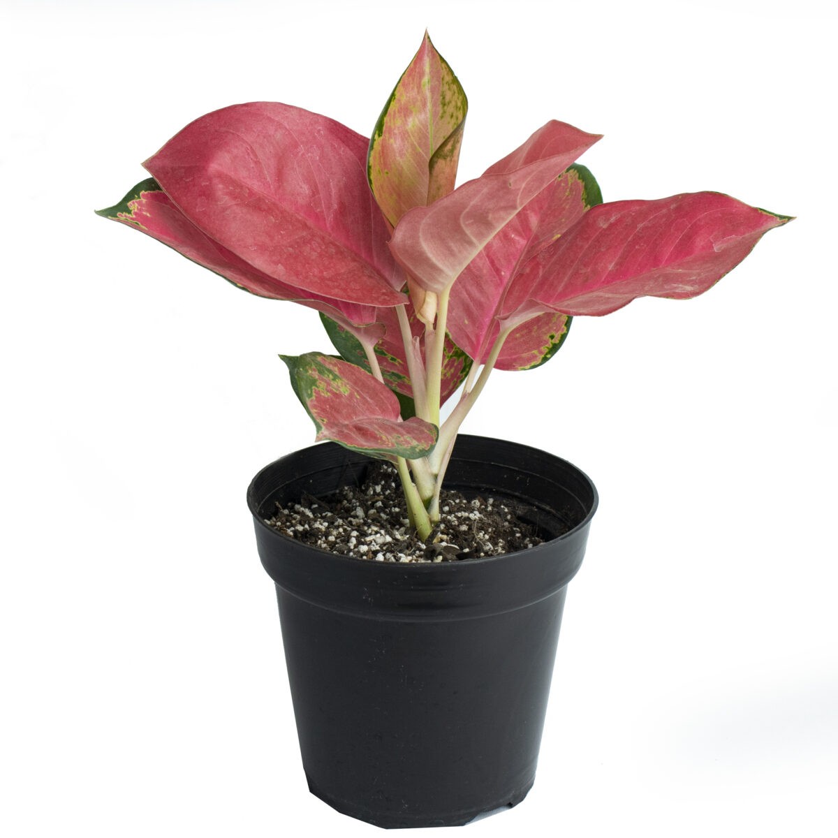 Aglaonema ‘Suksom Jaipong’ plant indoor for office desk plant or table top plant