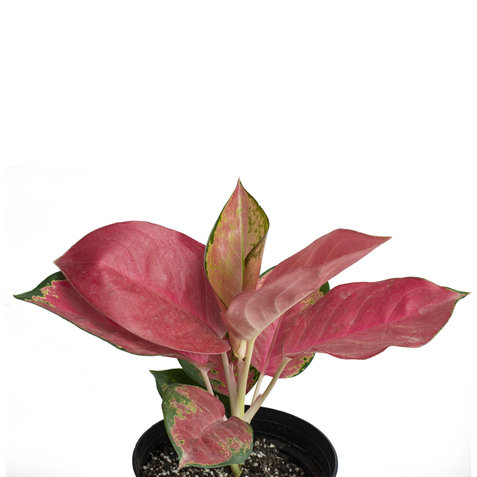 Buy Aglaonema Indoor Plant Online | Indoor Plant Nursery 2021