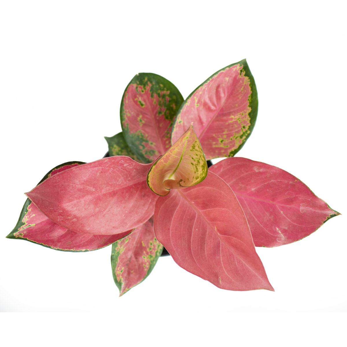 Aglaonema ‘Suksom Jaipong’ indoor plant for office desk plant or table top plant from the top rare indoor plant nursery