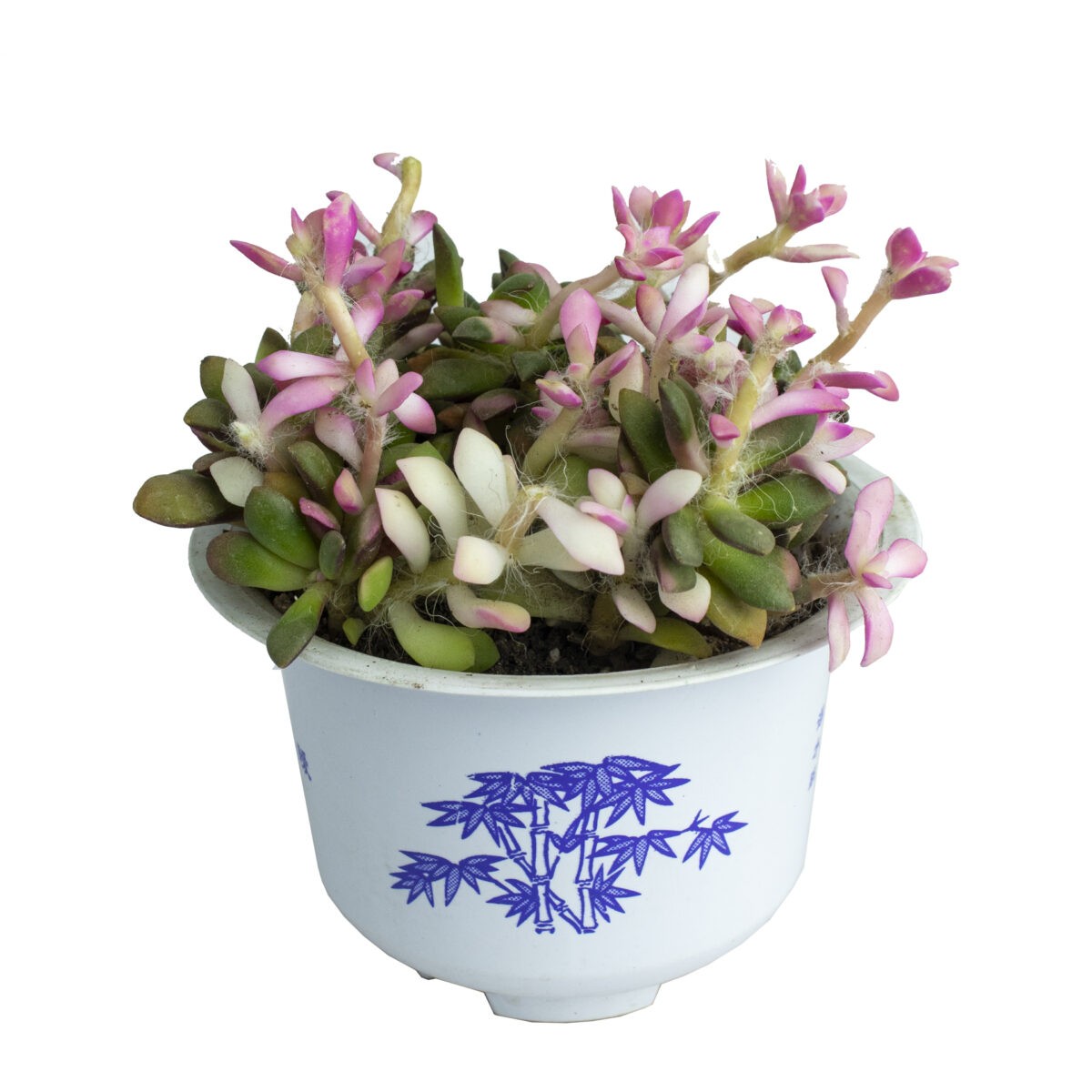 Anacampseros Rufescens Succulent Plant from Nursery Online India