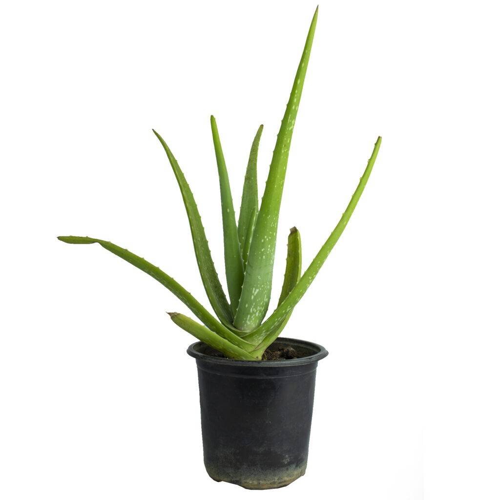 Indoor Plants Online Nursery India | Rare Plants @ The Bagh Store