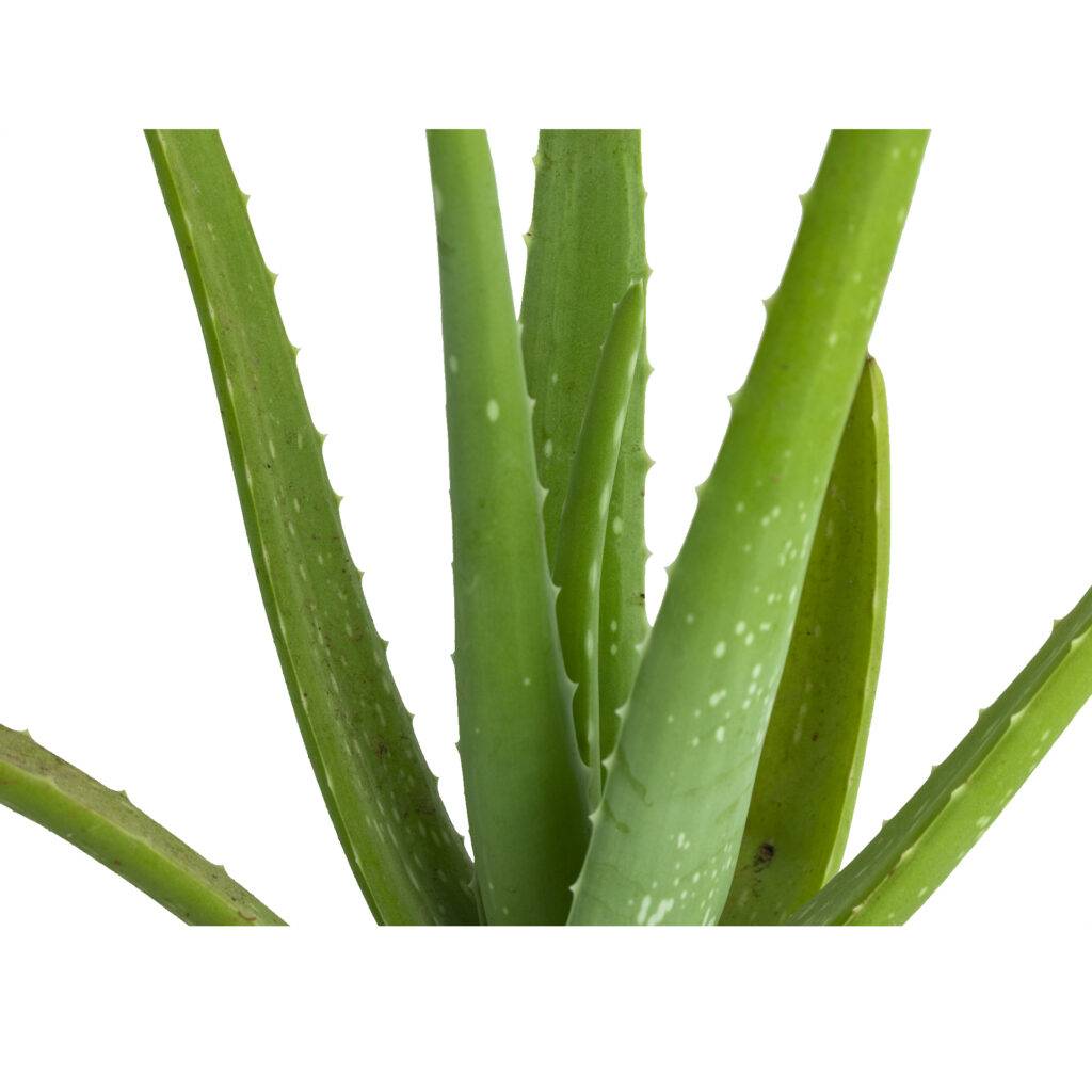 Indoor Plants Online Nursery India Rare Plants The Bagh Store
