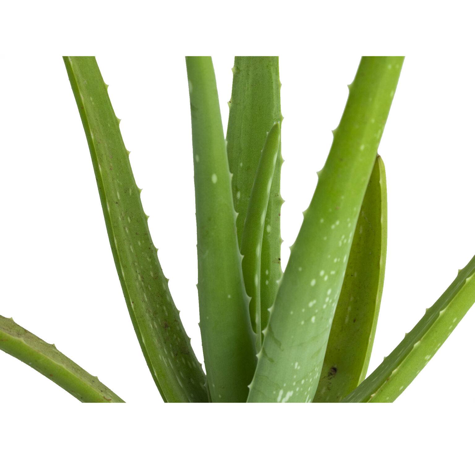 Buy Aloe Vera Medicinal Plant Online 2021 Bangalore Nursery Near