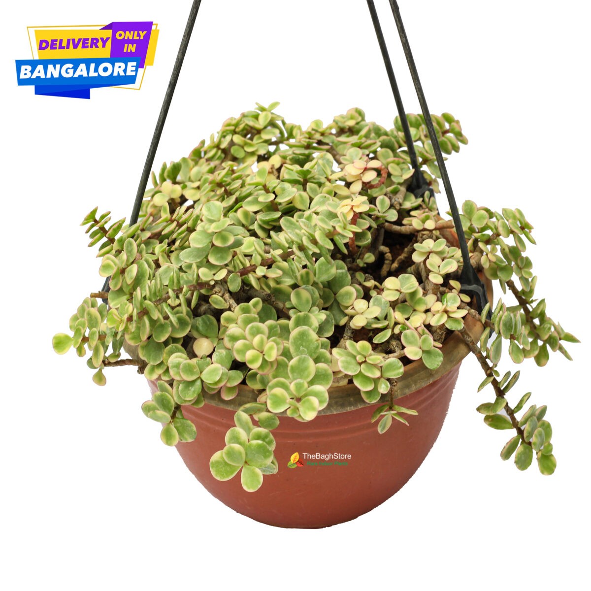 Hanging Variegated Jade plant indoor bangalore delivery