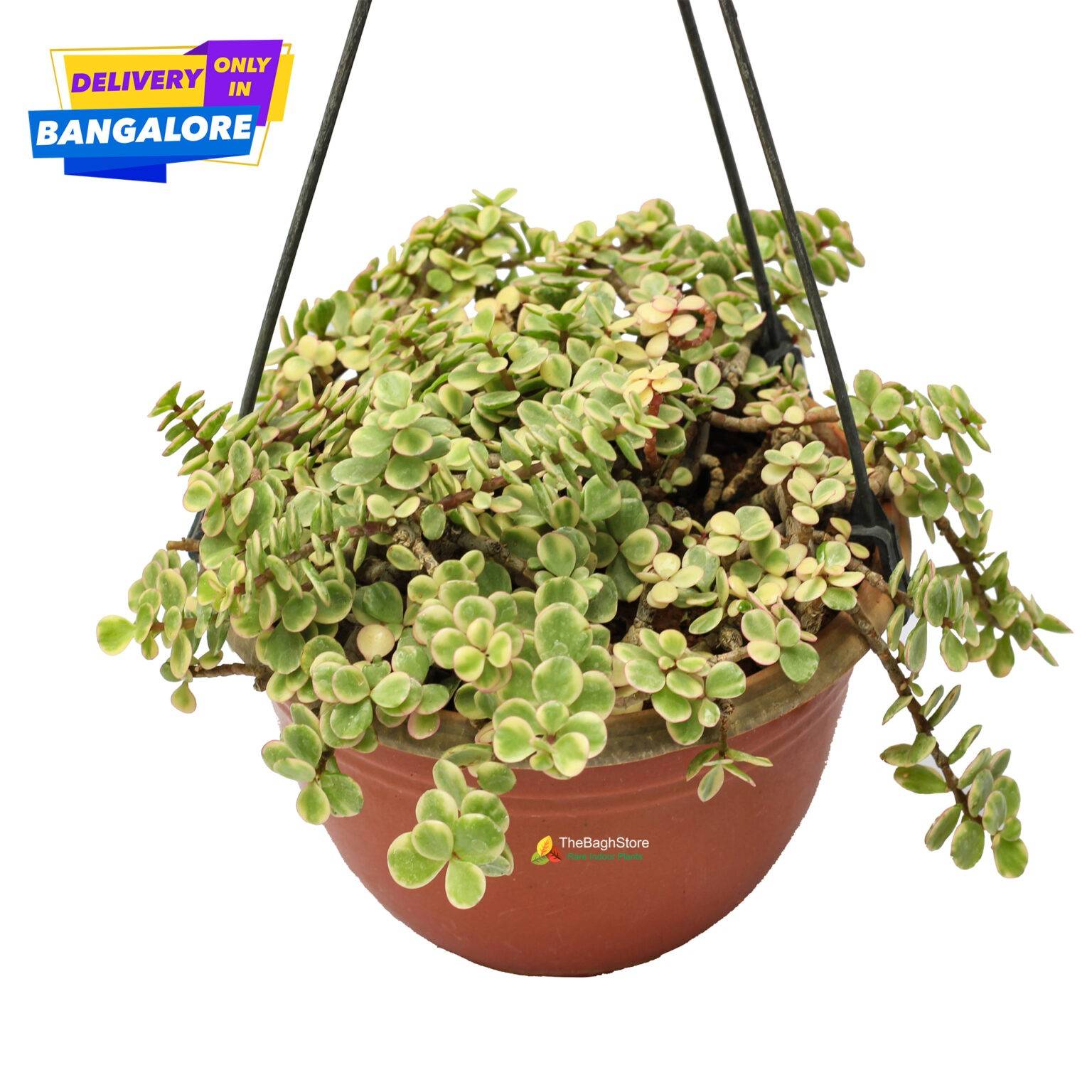 Hanging Jade Plant Variegated | Indoor Plant Nursery Online