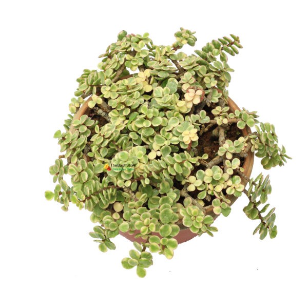 Hanging Jade Plant Variegated Indoor Plant Nursery Online