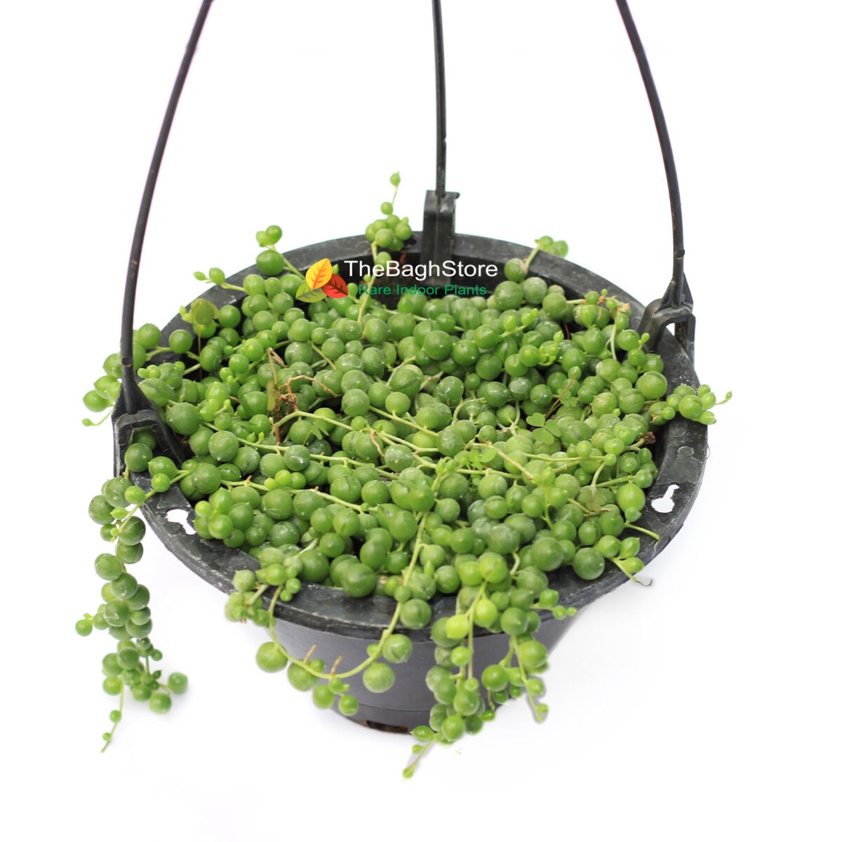String of Pearls in hanging planters