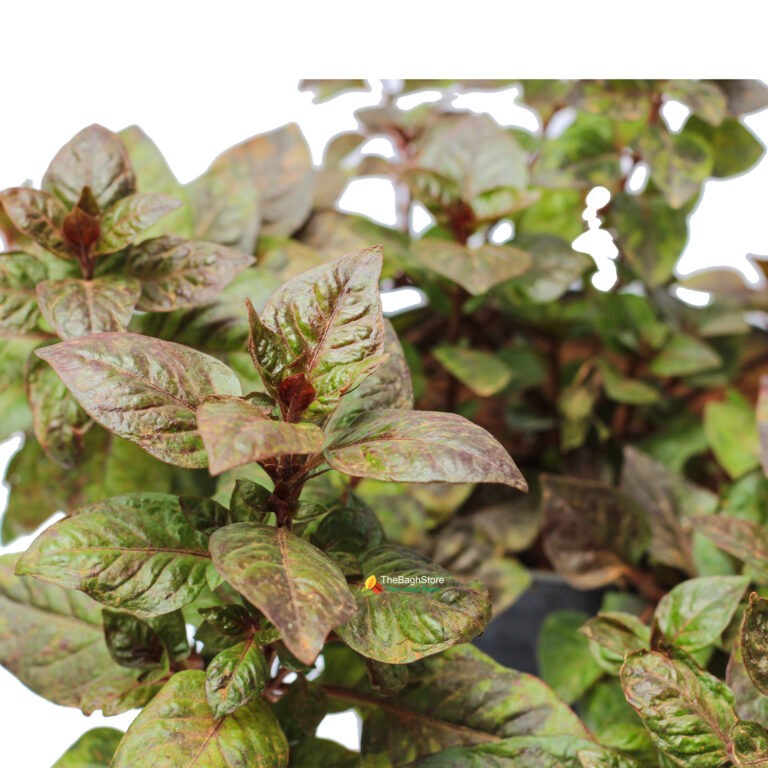 Alternanthera Green | TheBaghstore - All Indoor Plants