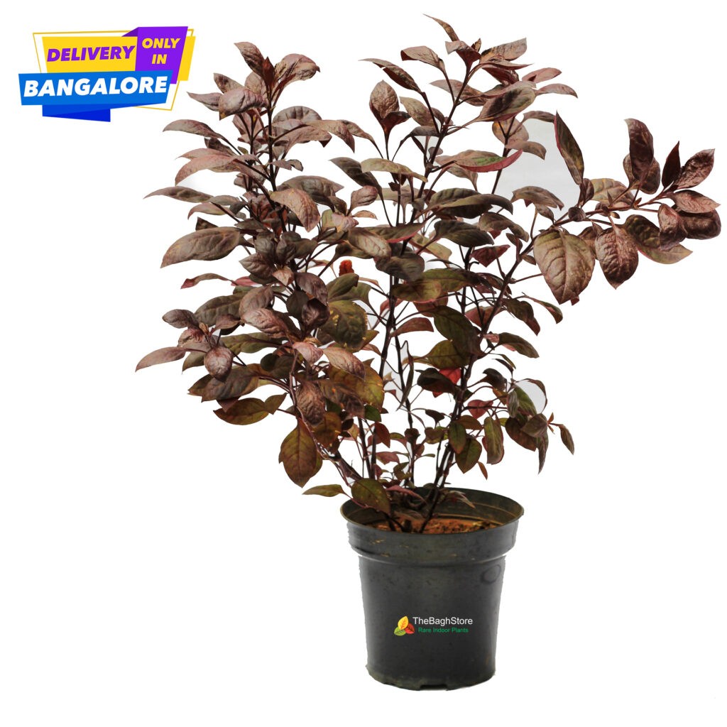 Buy Alternanthera Red Ruby, Sessils plant Online Plants Bangalore 2021