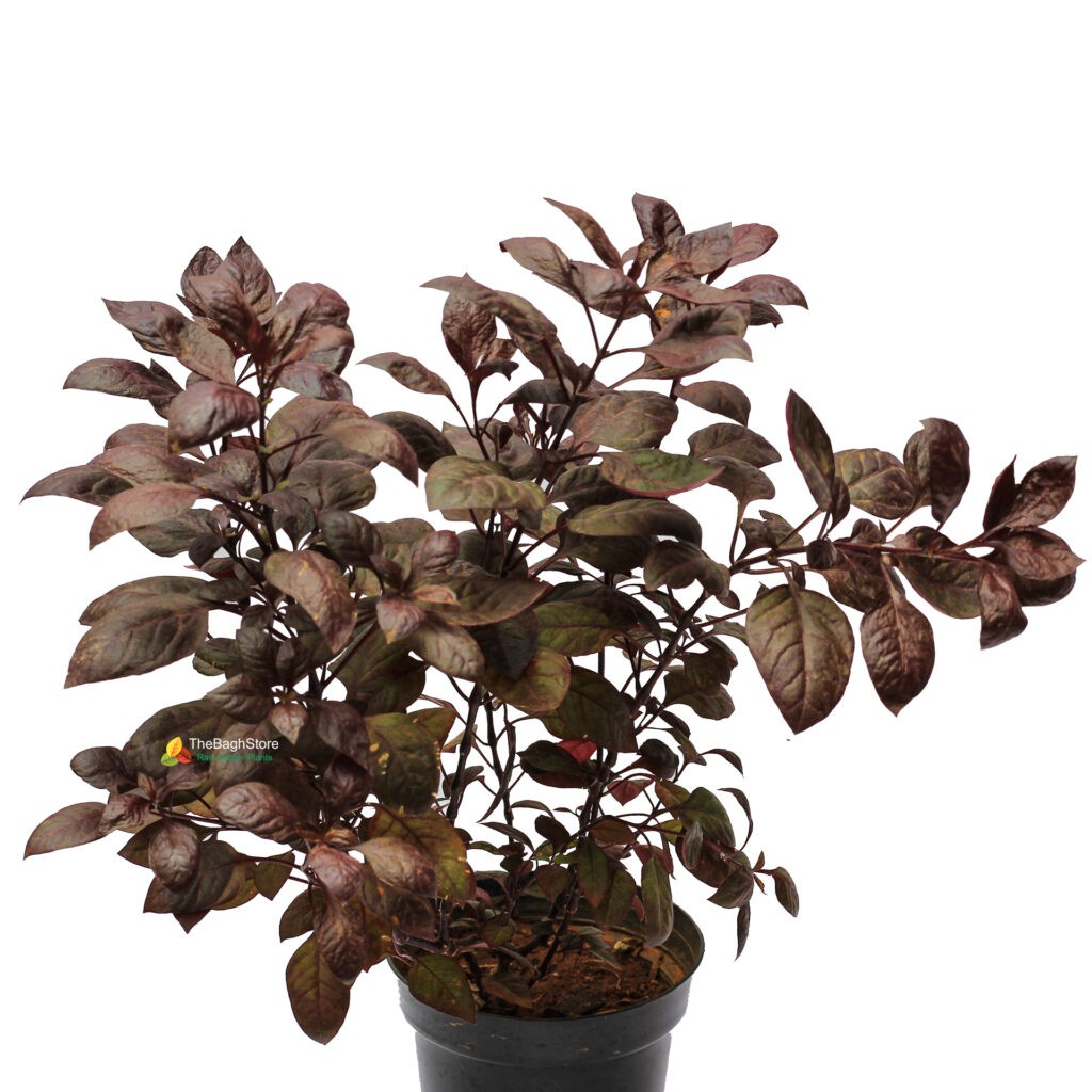 Buy Alternanthera Red Ruby, Sessils plant Online Plants Bangalore 2021