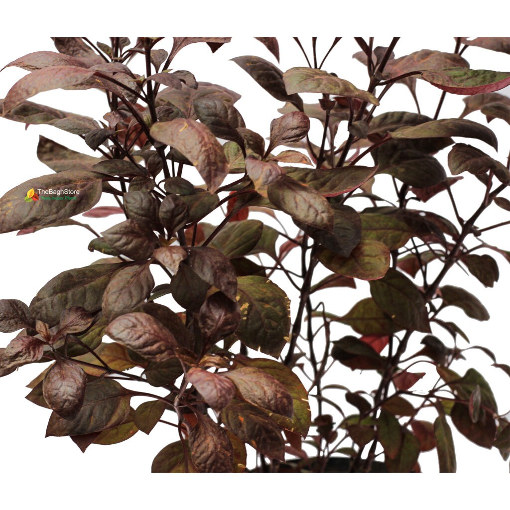 Buy Alternanthera Red Ruby, Sessils plant Online Plants Bangalore 2021