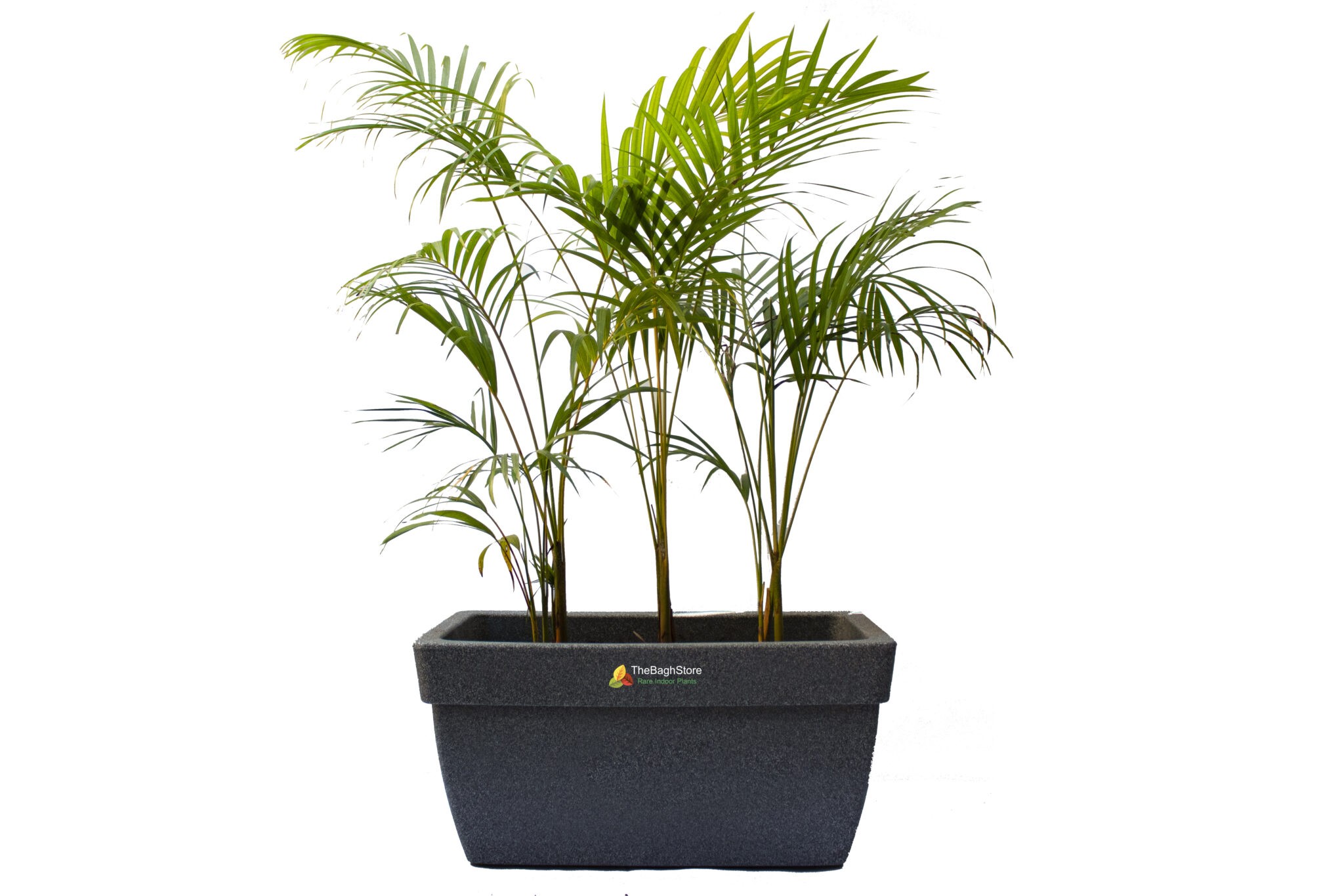Areca Palm Plant TheBaghstore All Indoor Plants