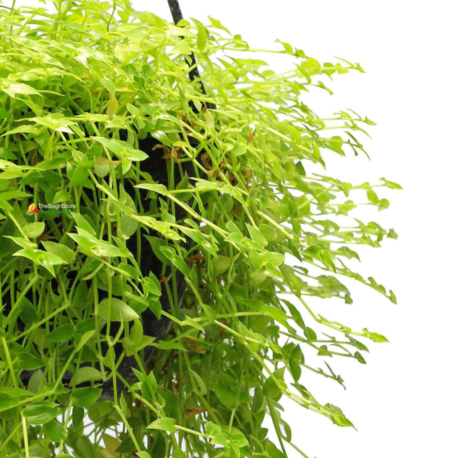 Asparagus asparagoides, Bridal Veil creeper Hanging Plantghtr