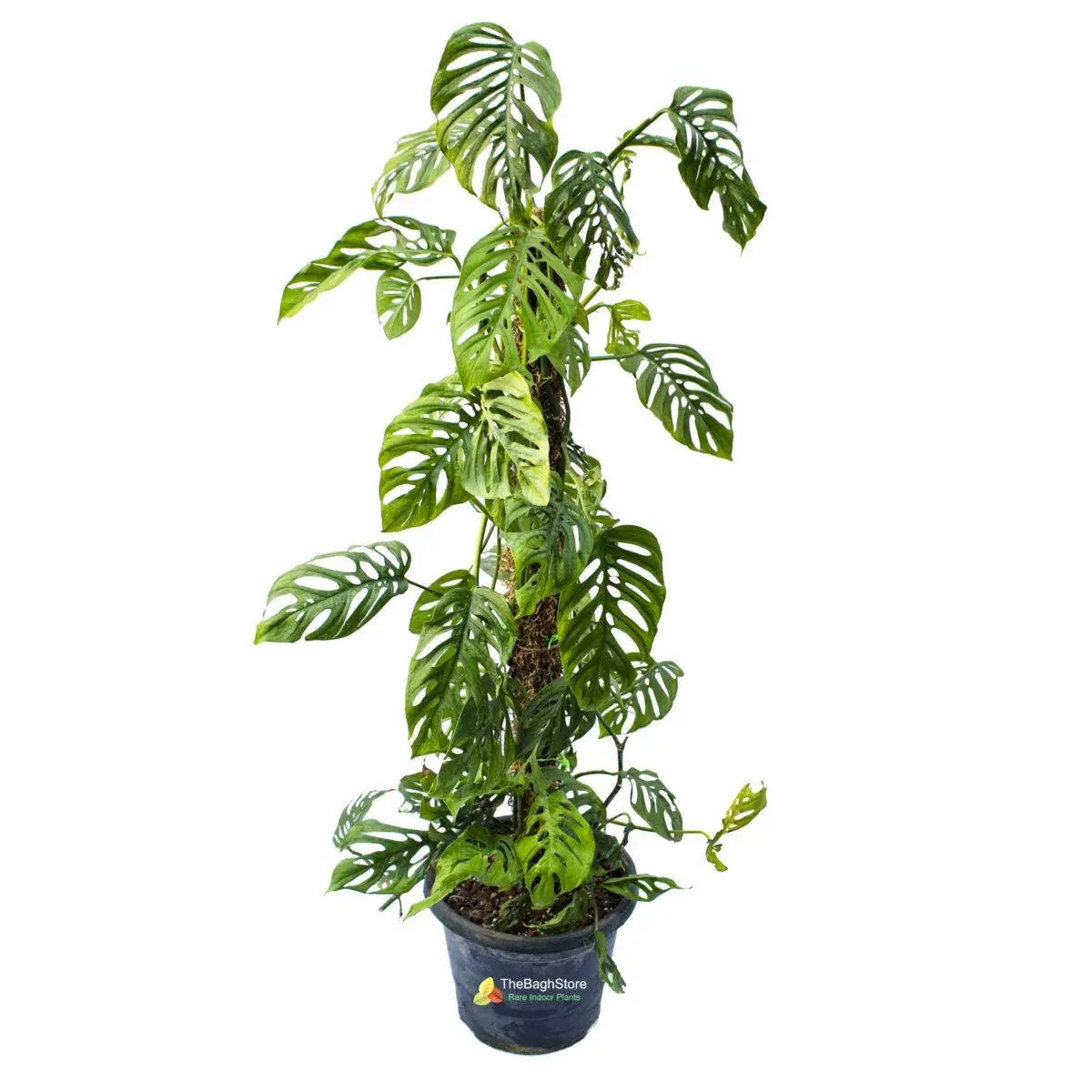 picture of peace lily Peace Lily (Spathiphyllum)