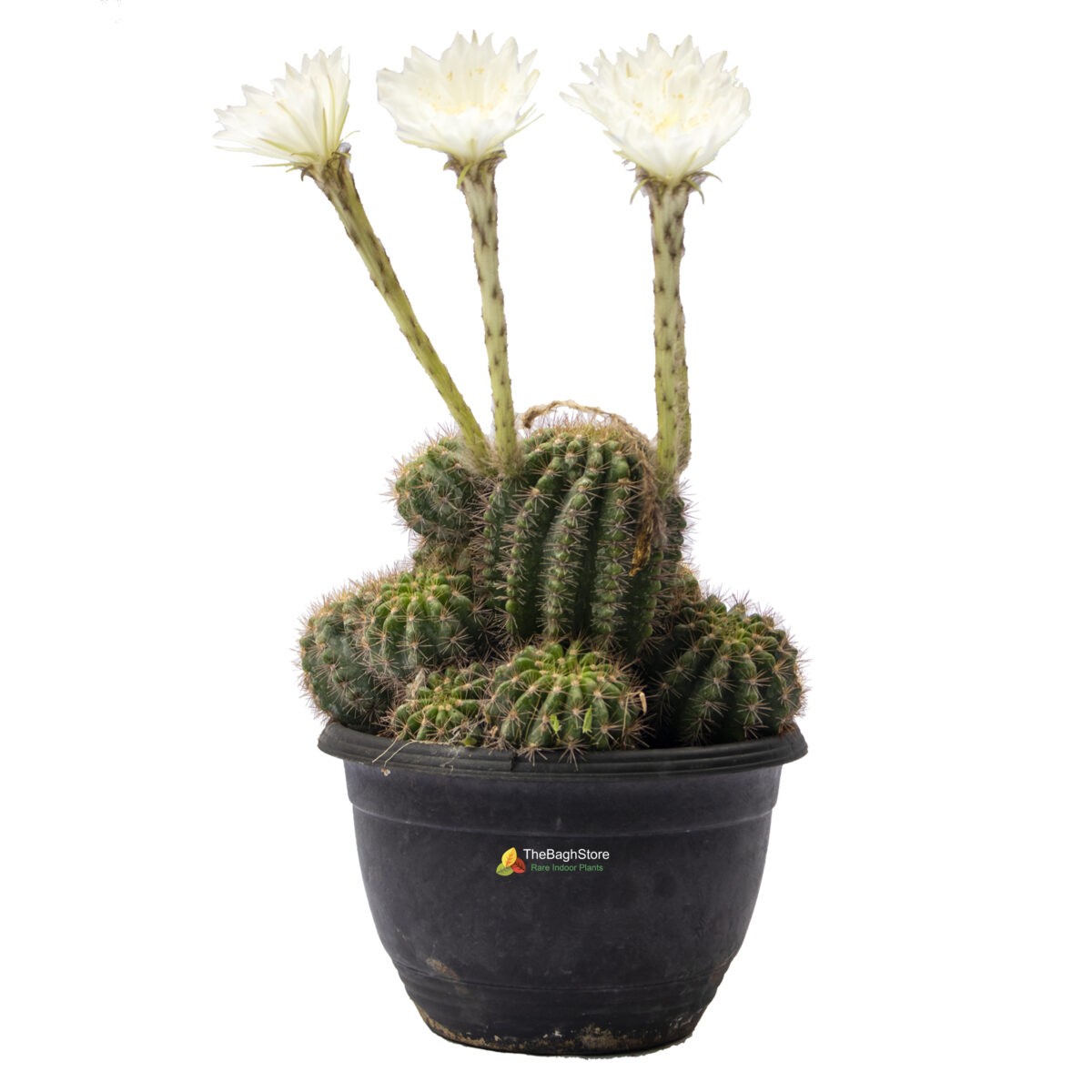 TheBaghStore Cactus