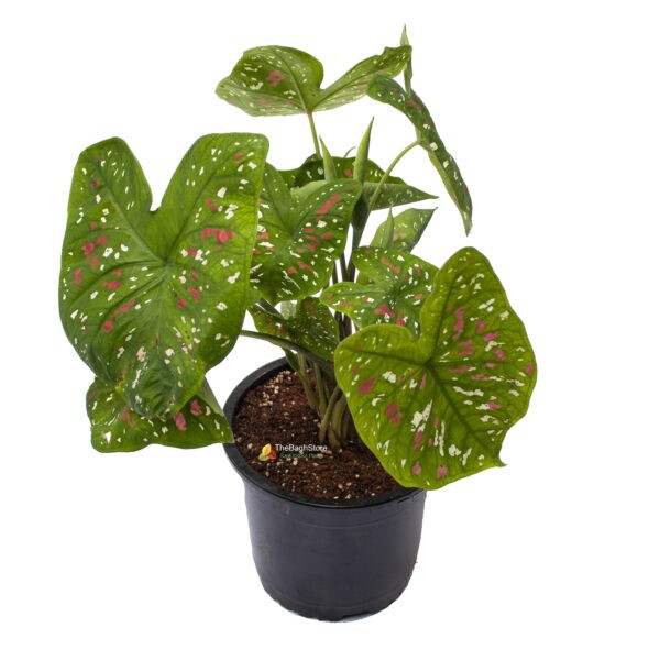 Caladium Bicolor