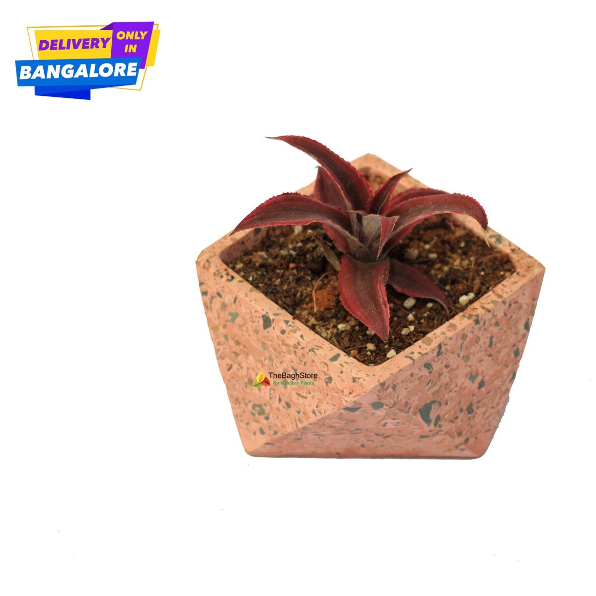 Bivittatus plant in a beautiful concrete pot