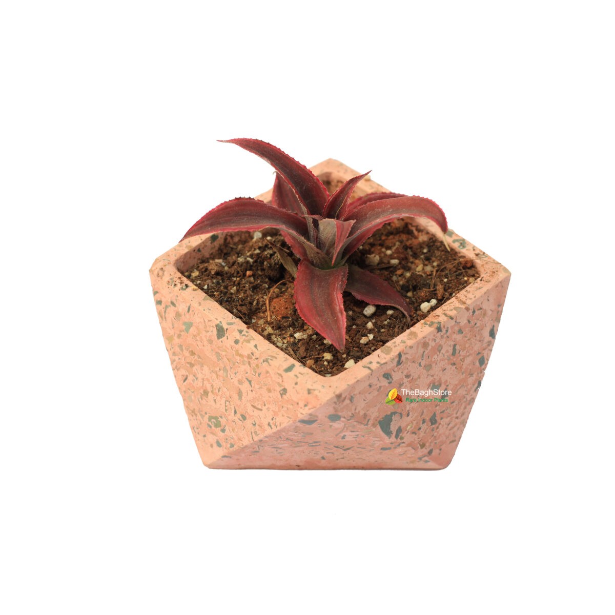cryptanthus bivittatus in a beautiful brown concrete pot