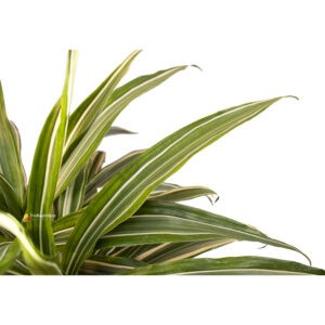 dracaena