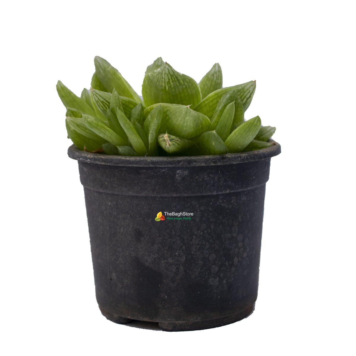 Haworthia Retusa, Star Cactus - Succulent Plant