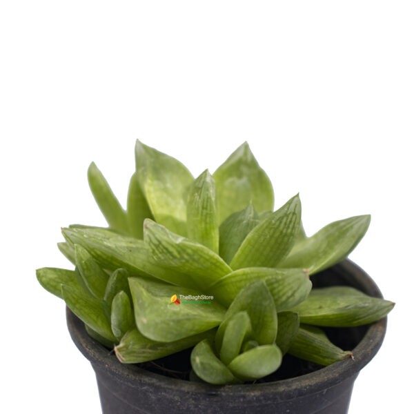 Haworthia Retusa, Star Cactus - Succulent Plant