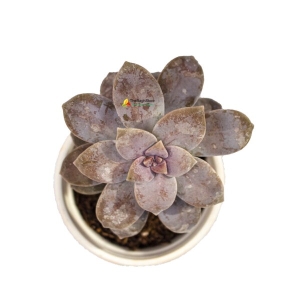 Graptopetalum Pentandrum Superbum Succulent with pink leaves from Online Nursery India