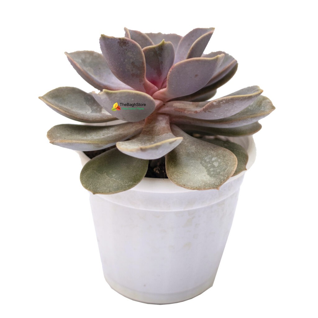 Echeveria Perle Von Nurnberg - Succulent Plant | TheBaghstore - All ...