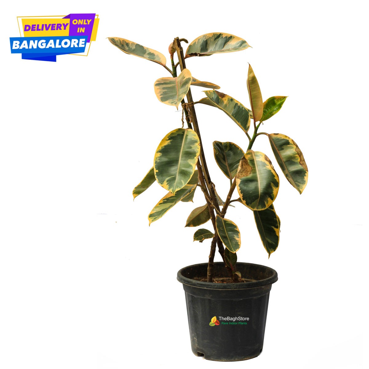 Rubber Plant Tineke with colourful leaves from plants online Bangalore Nursery
