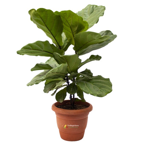 Fiddle leaf fig