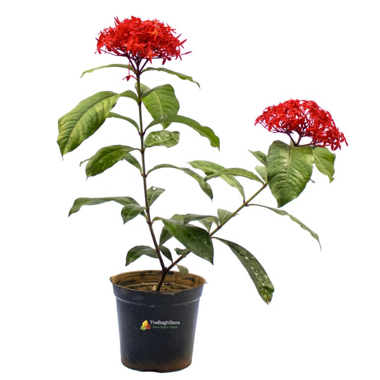 Ixora Long, Singapuri Ixora (Red) TheBaghstore All Indoor Plants